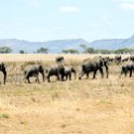TZA MAR SerengetiNP 2016DEC24 RoadB144 002 : 2016, 2016 - African Adventures, Africa, Date, December, Eastern, Mara, Month, Places, Road B144, Serengeti National Park, Tanzania, Trips, Year
